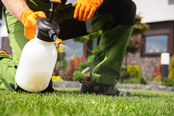 Best Termite Control Services  in St Bonaventure, NY