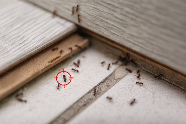 Best Best Pest Control Near Me  in St Bonaventure, NY