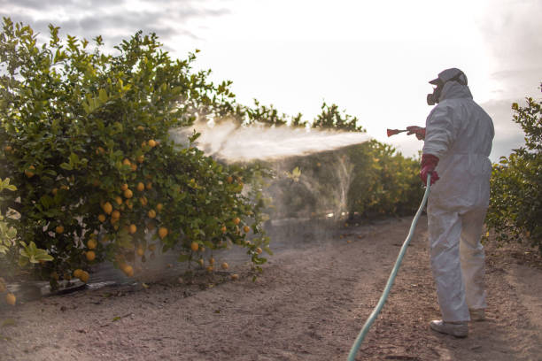 Best Affordable Pest Control Services  in St Bonaventure, NY