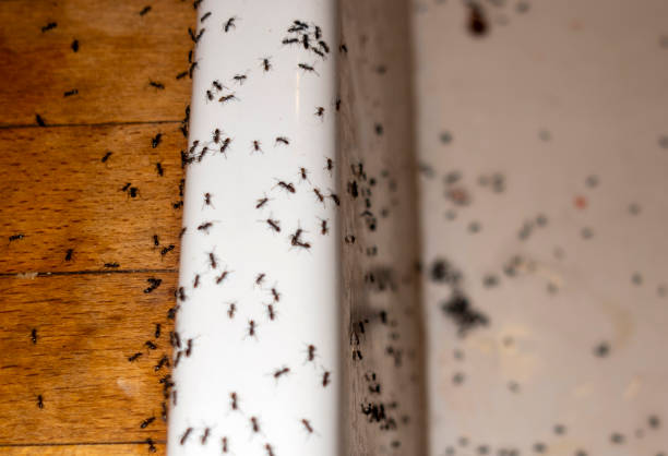 Best Best Pest Control Companies  in St Bonaventure, NY