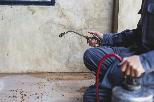 Wasp Removal Services in St Bonaventure, NY